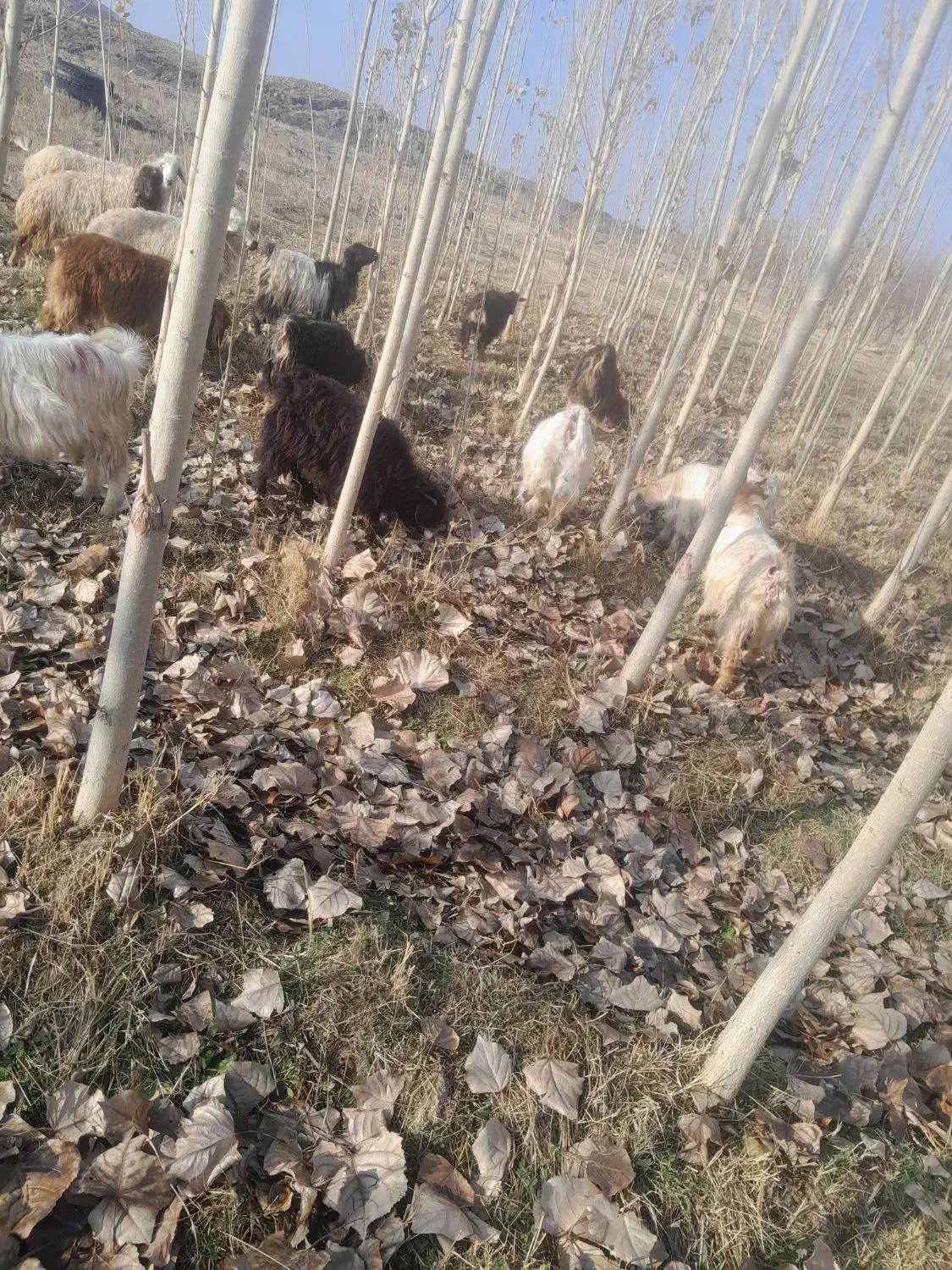 بزغاله|حیوانات مزرعه|پلدشت, |دیوار