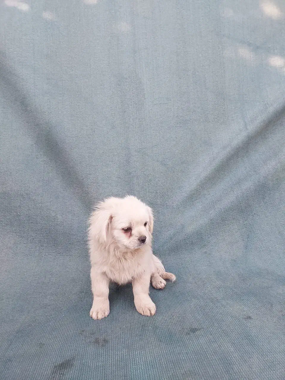 توله فانتزی|سگ|شیراز, شهرک فجر|دیوار