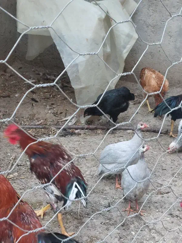 فروش دو عدد سسی طوسی رنگ|پرنده|پارس‌آباد, |دیوار