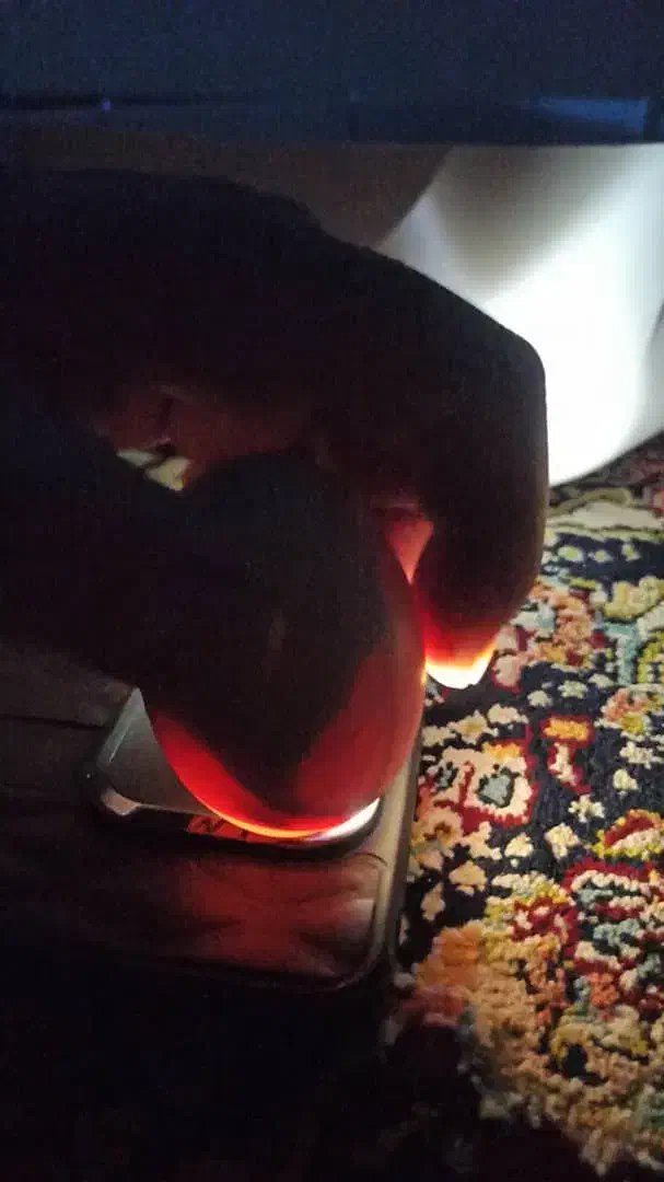 تخم نطفه دار برهما یا امپراطور|حیوانات مزرعه|آمل, |دیوار