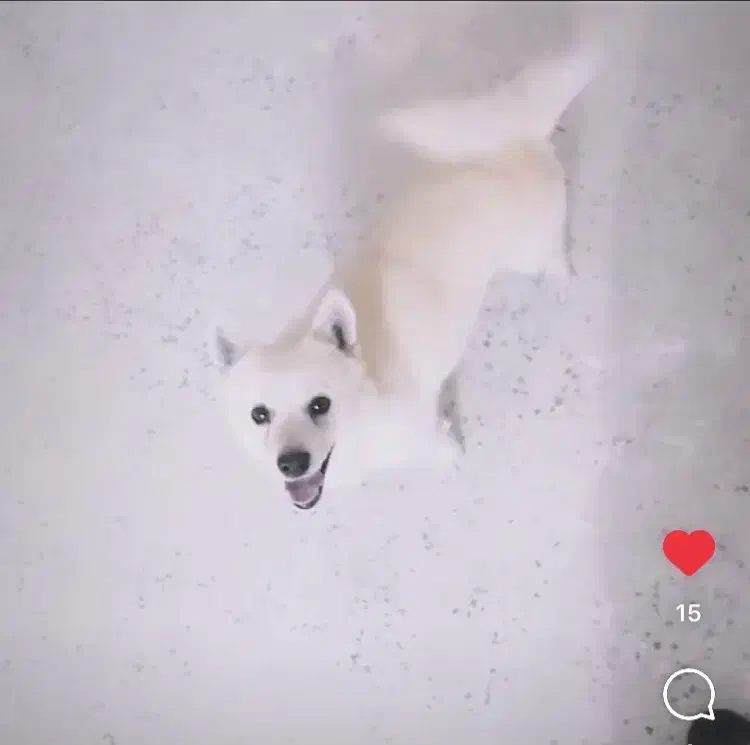 واگذاری سگ نر|سگ|کاشان, فاز ۲ ناجی آباد|دیوار