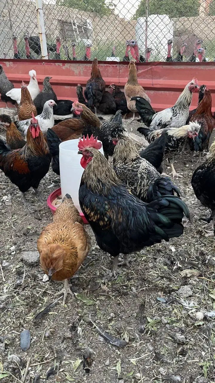 خروس در نژادهای مختلف و خروس سیاه|حیوانات مزرعه|هشتگرد, تهران دشت|دیوار