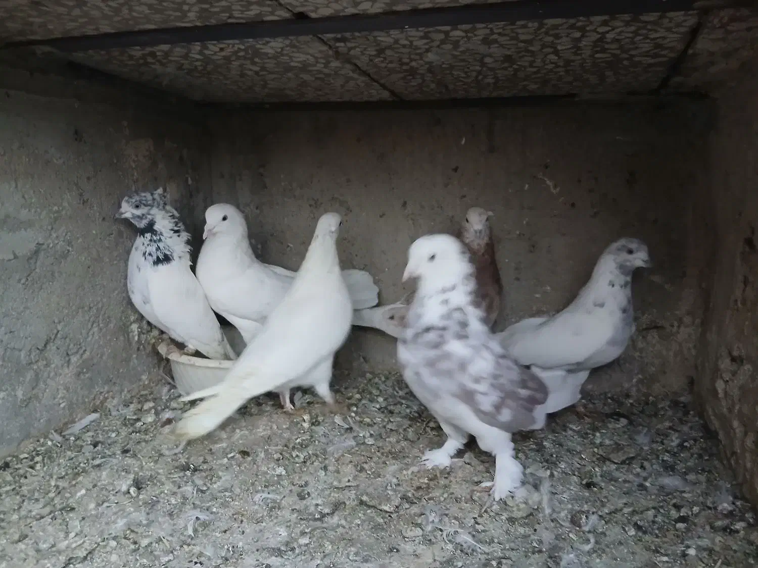 سرور خال پیس هما|پرنده|قم, زاویه|دیوار