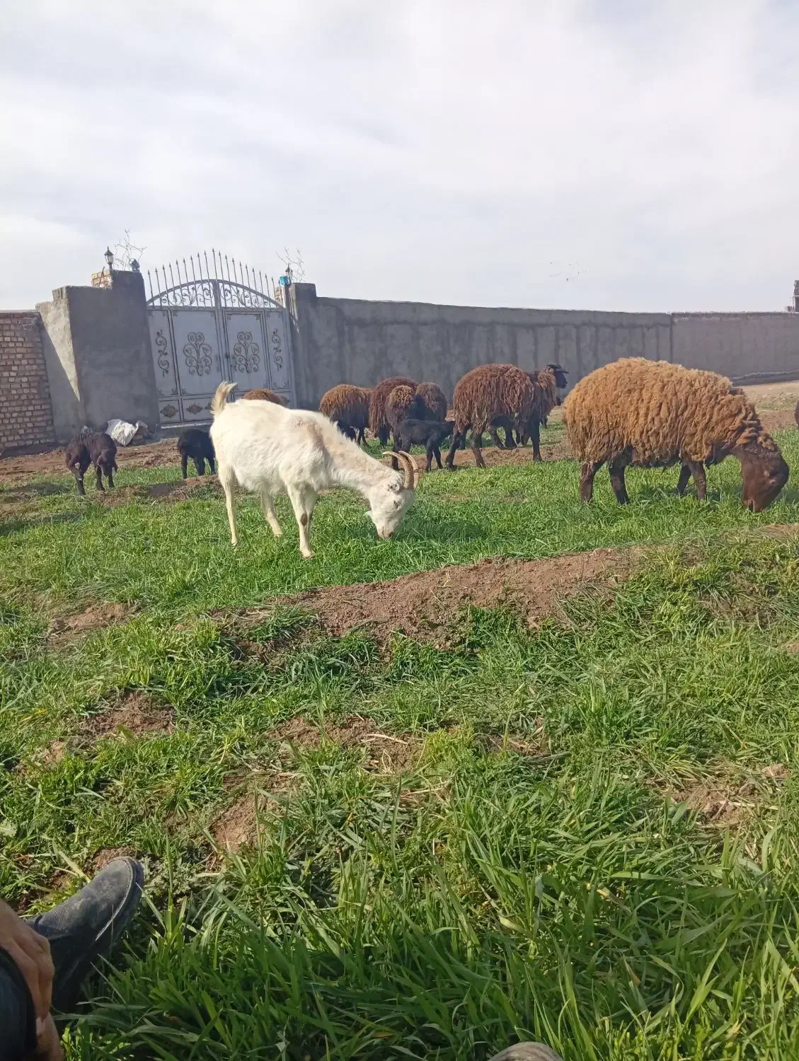 بزسانن|حیوانات مزرعه|نیشابور, بکاول|دیوار