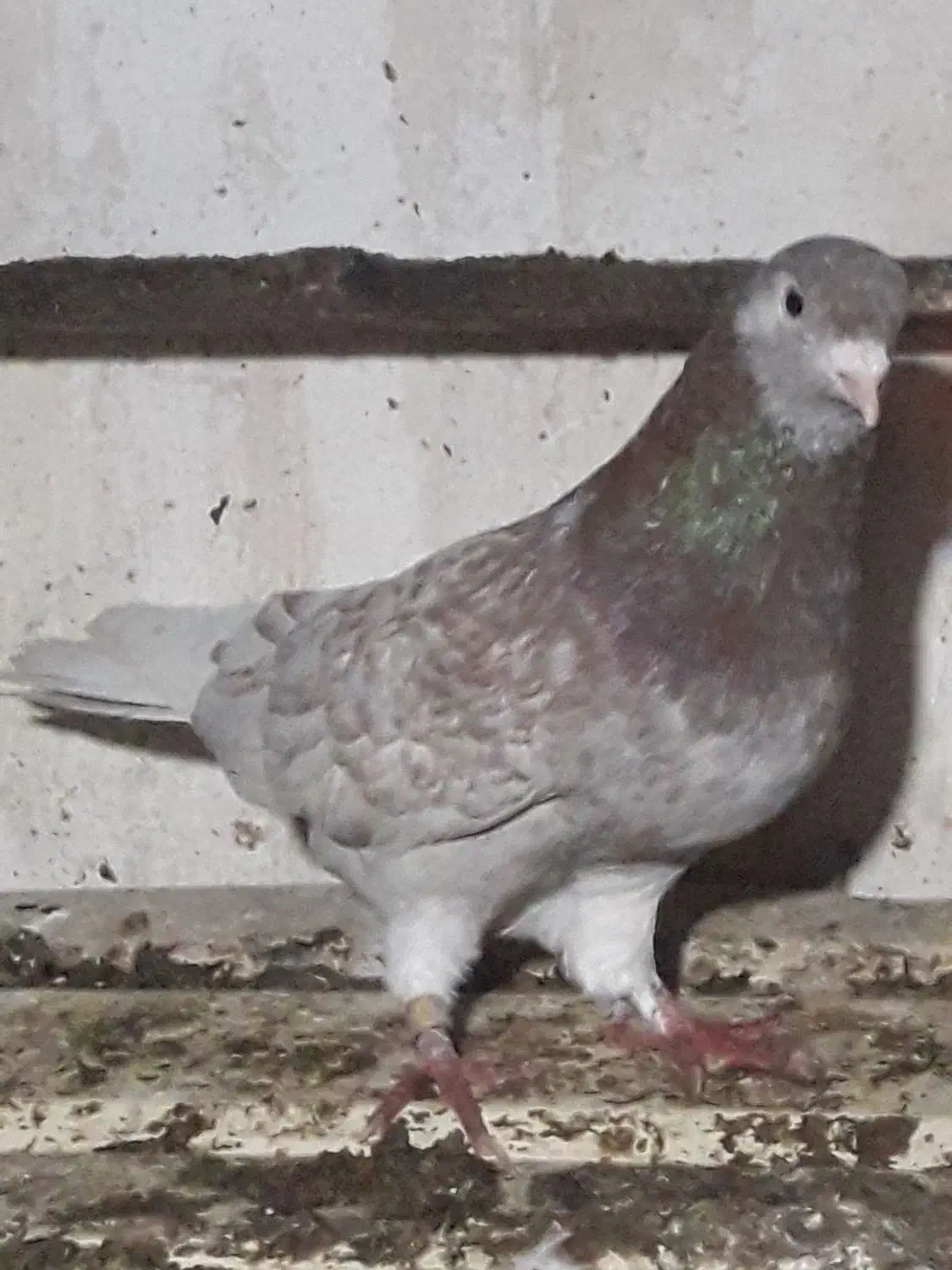 کبوترغریبگیری|پرنده|آمل, |دیوار