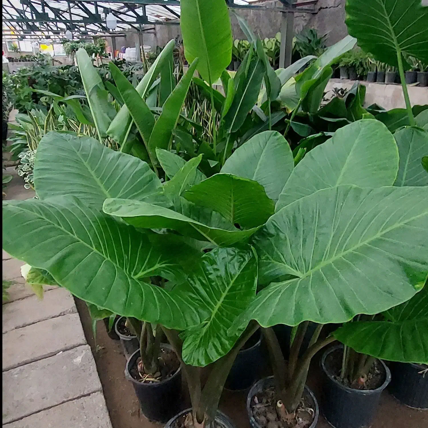 فروش گل گیاه نهال|گل و گیاه طبیعی|محمدیه-قزوین, |دیوار