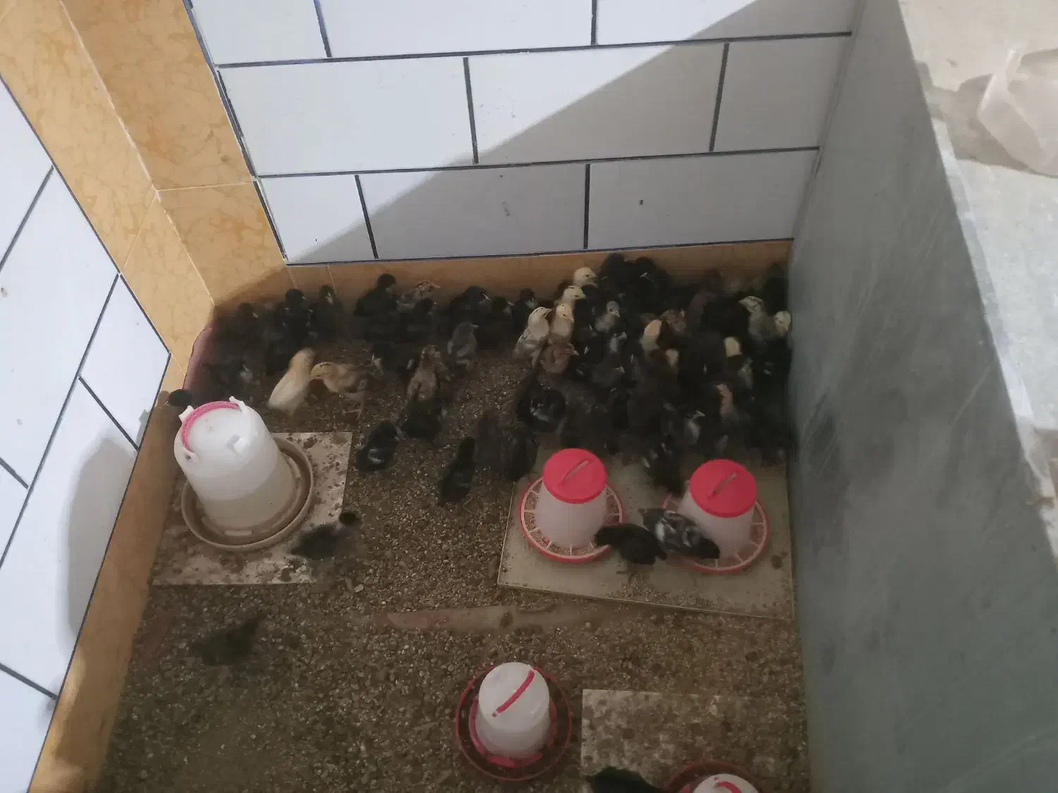 جوجه محلی|حیوانات مزرعه|اهواز, غیزانیه|دیوار