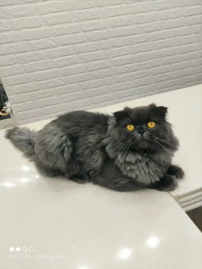 گربه اسکاتیش فولد لانگهِر Scottish Fold Longhair|گربه|پاوه, |دیوار