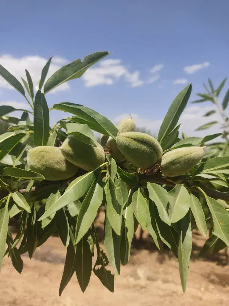 خرید بادام نقدو قیمت تجاری|خدمات باغبانی و درختکاری|اردل, |دیوار