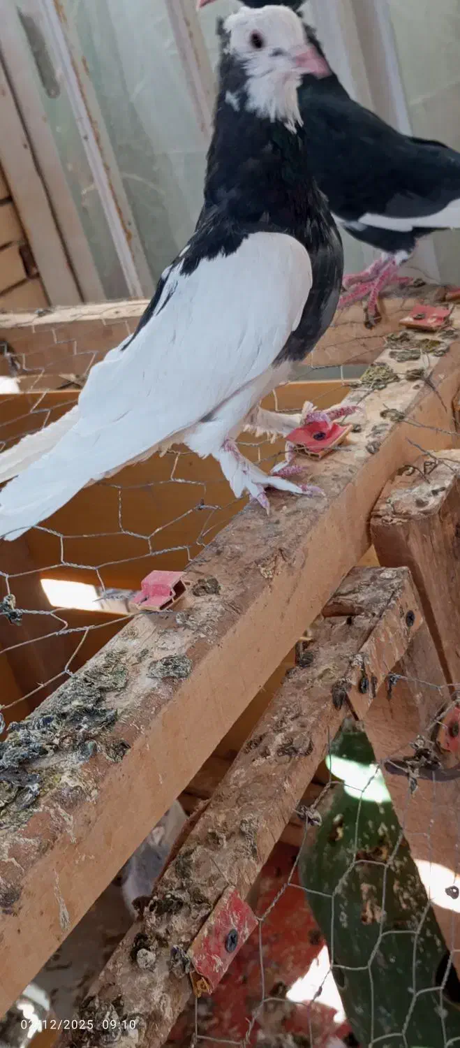 کبوتر|پرنده|رفسنجان, |دیوار