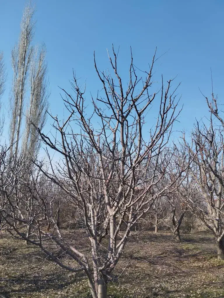 هرس درخت|خدمات باغبانی و درختکاری|ماکو, |دیوار