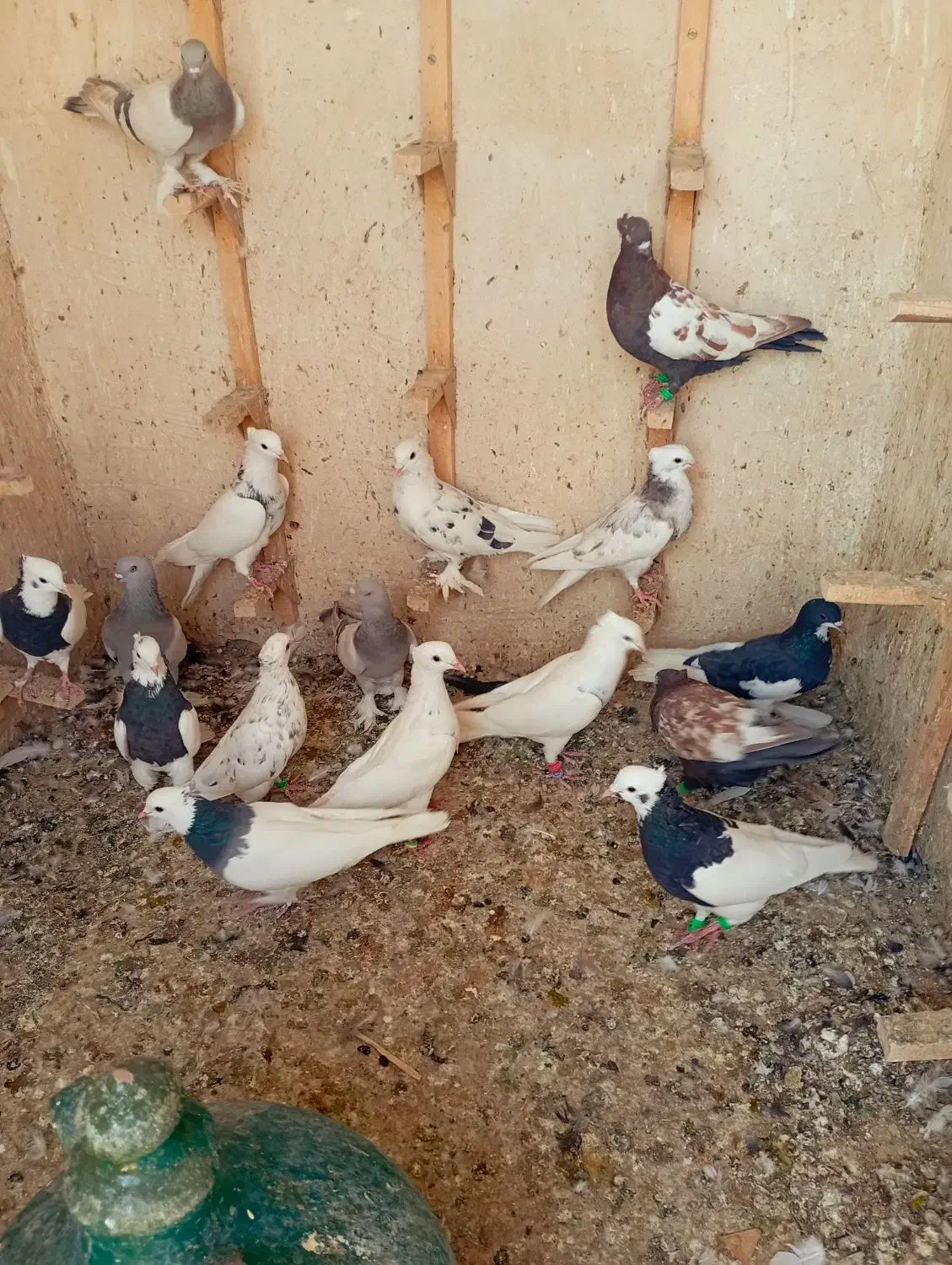 کفتر  رنگی بهبونی  پرشی|پرنده|شیراز, کفترک|دیوار