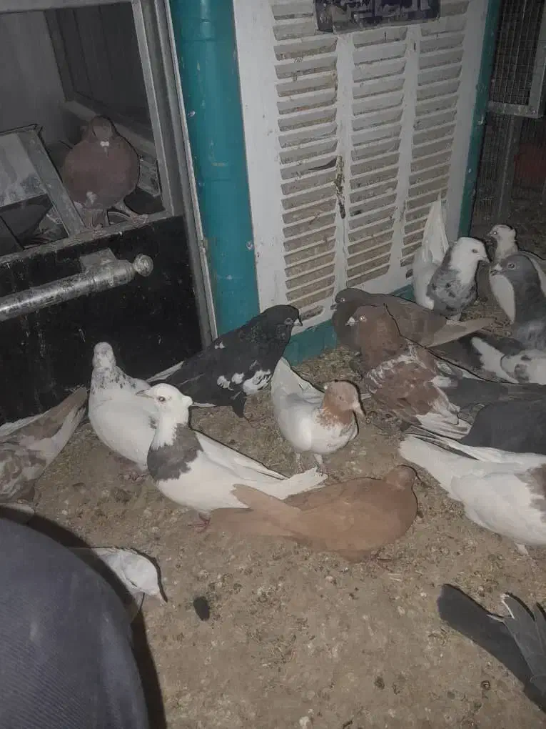 ۱۰۰ عدد کفتر  از همه رنگی  فروش فوری دونی ۱۵۰ به|پرنده|مرودشت, نقش رستم|دیوار