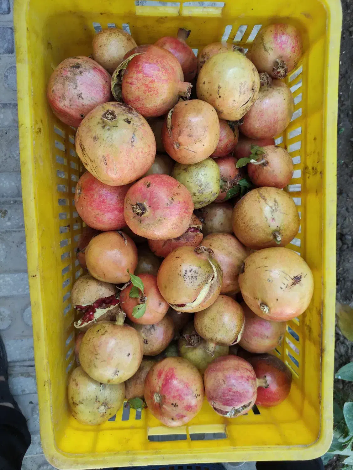 انار خطی جون از باغدار بخر|خوردنی و آشامیدنی|تفت, |دیوار