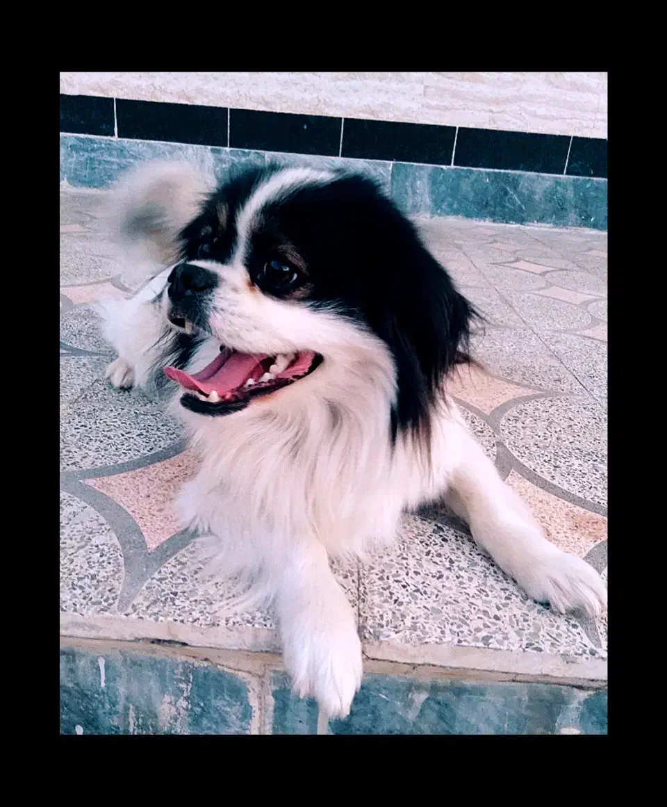 واگذاری سگ پاکوتاه|سگ|خزل, |دیوار