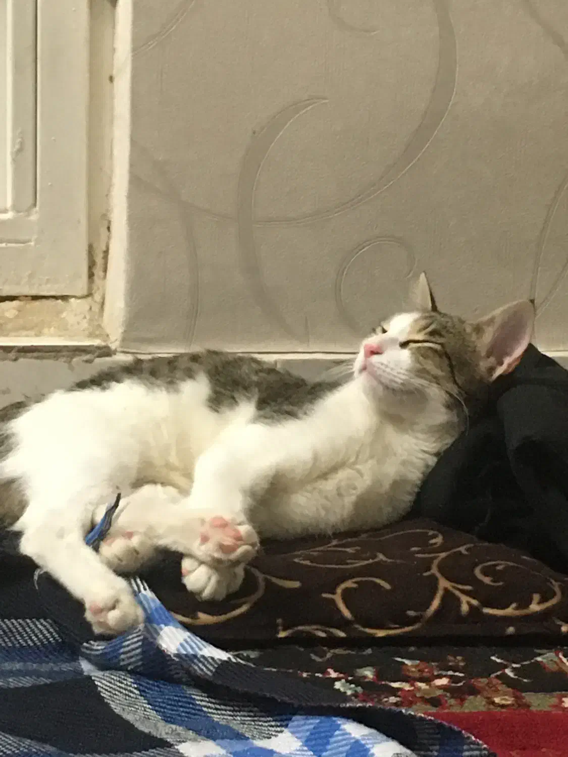 گربه گمشده|گربه|کاشان, سال آباد|دیوار