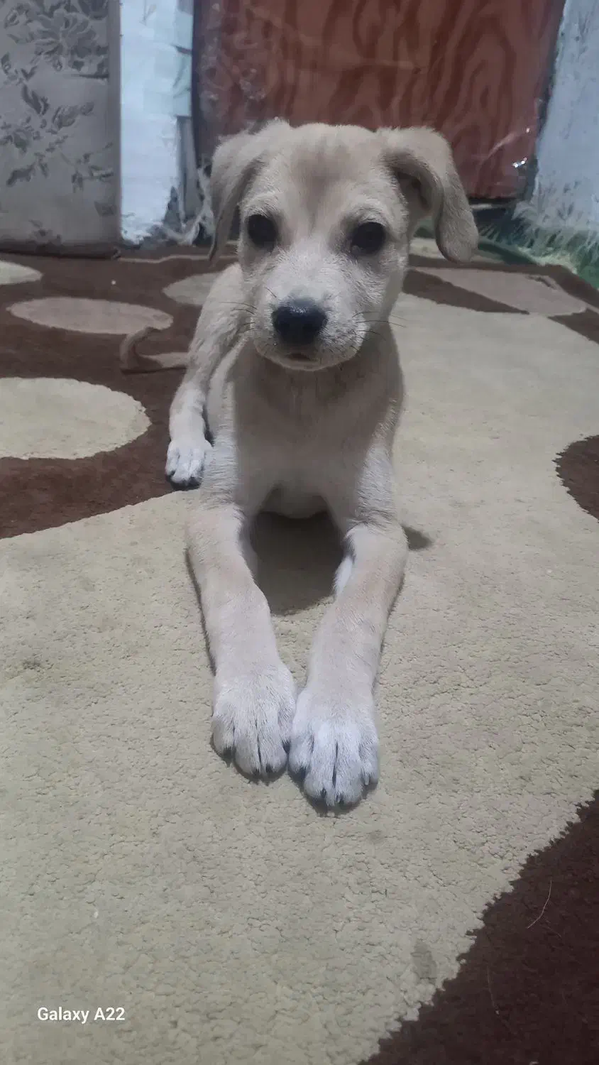 توله شکاری میکس|سگ|نگین شهر, |دیوار