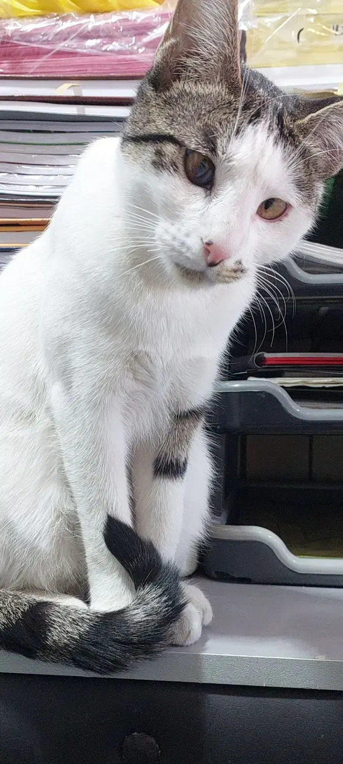 واگذاری گربه رایگان|گربه|اصفهان, سپاهانشهر|دیوار