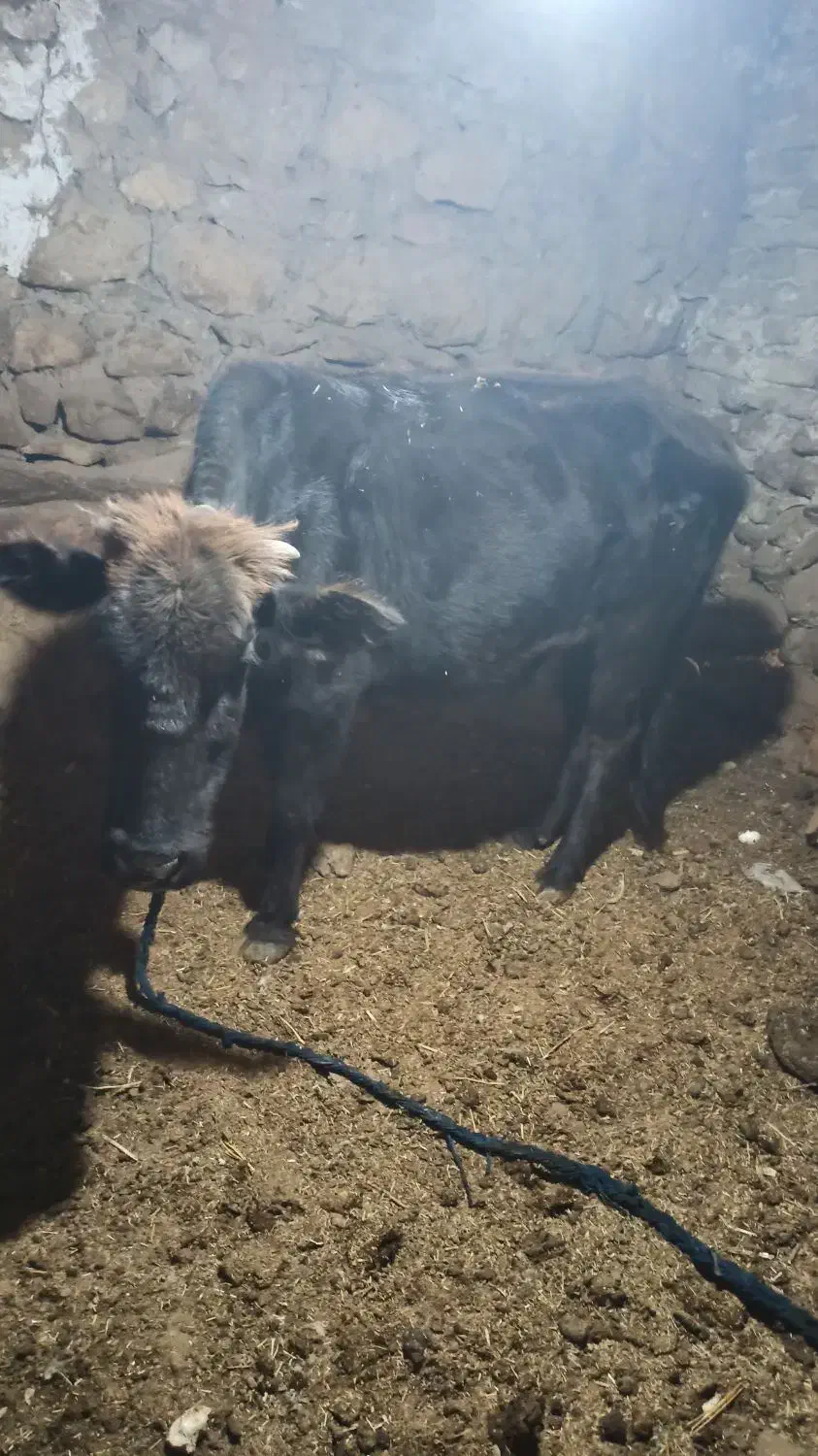 گاو|حیوانات مزرعه|لوداب, |دیوار