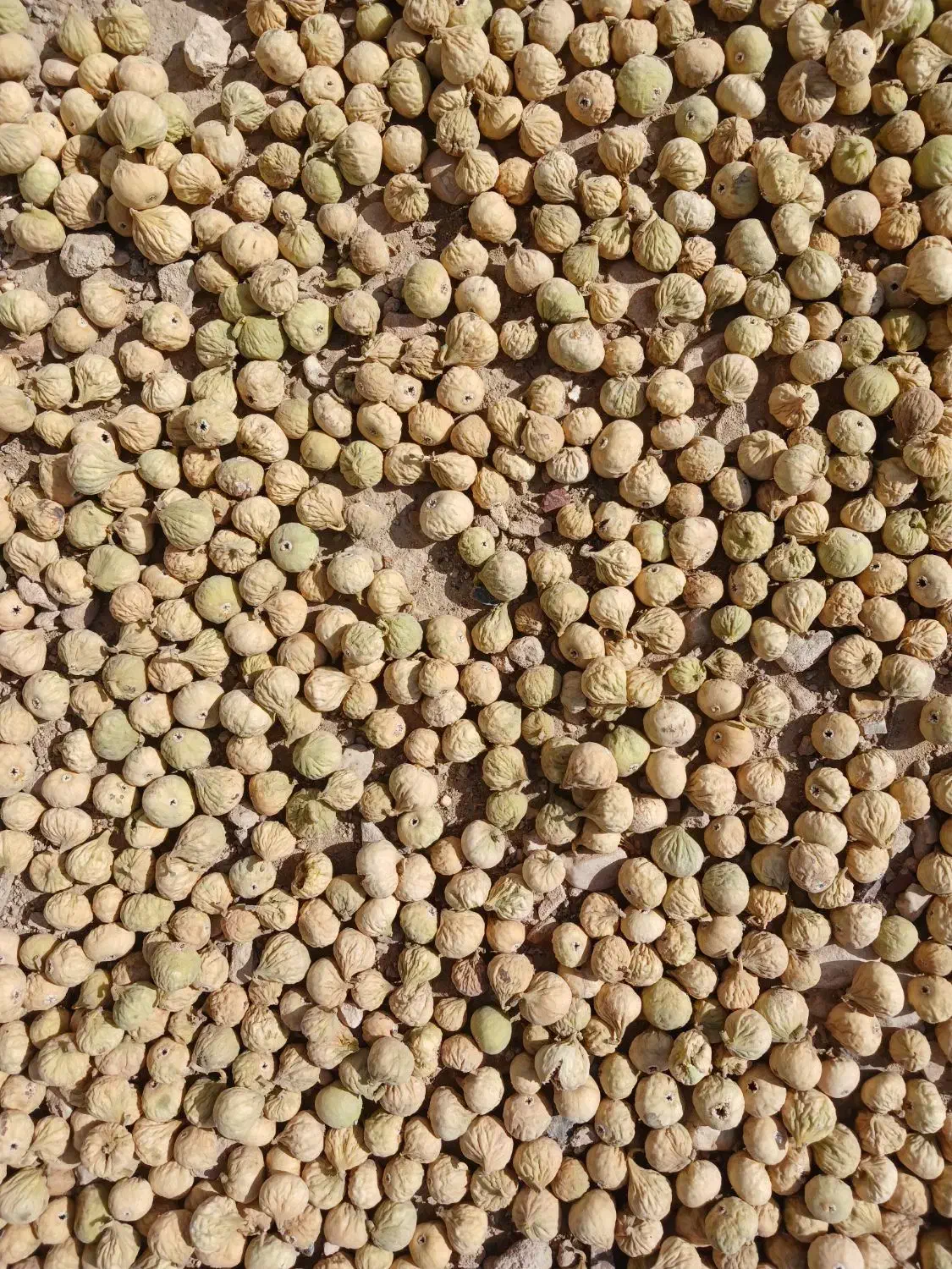 انجیر بش|خوردنی و آشامیدنی|صدرا-فارس, فاز ۲|دیوار