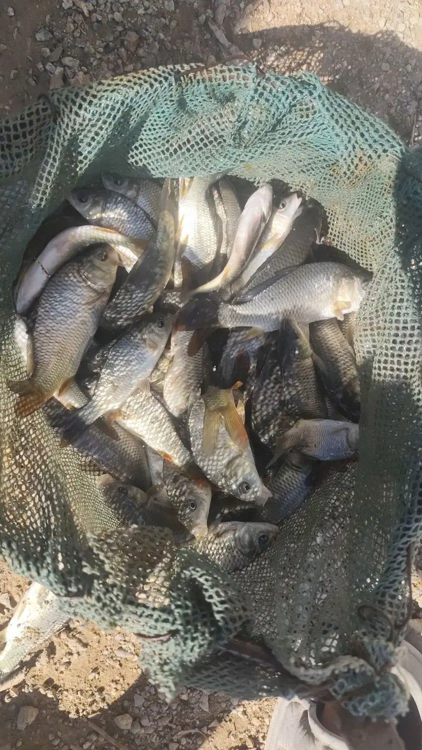 ماهی کپور|ماهی|کرج, عظیمیه|دیوار