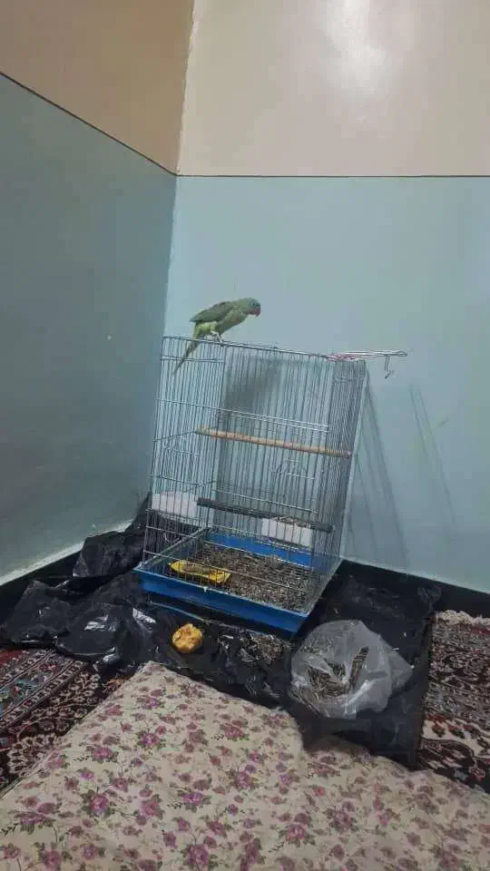 شاه طوطی|پرنده|سراوان, |دیوار