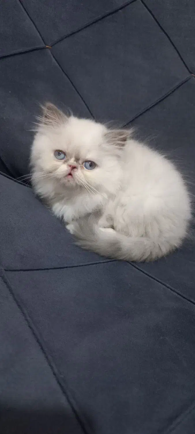 گربه پرشین هیمالین|گربه|ساری, |دیوار