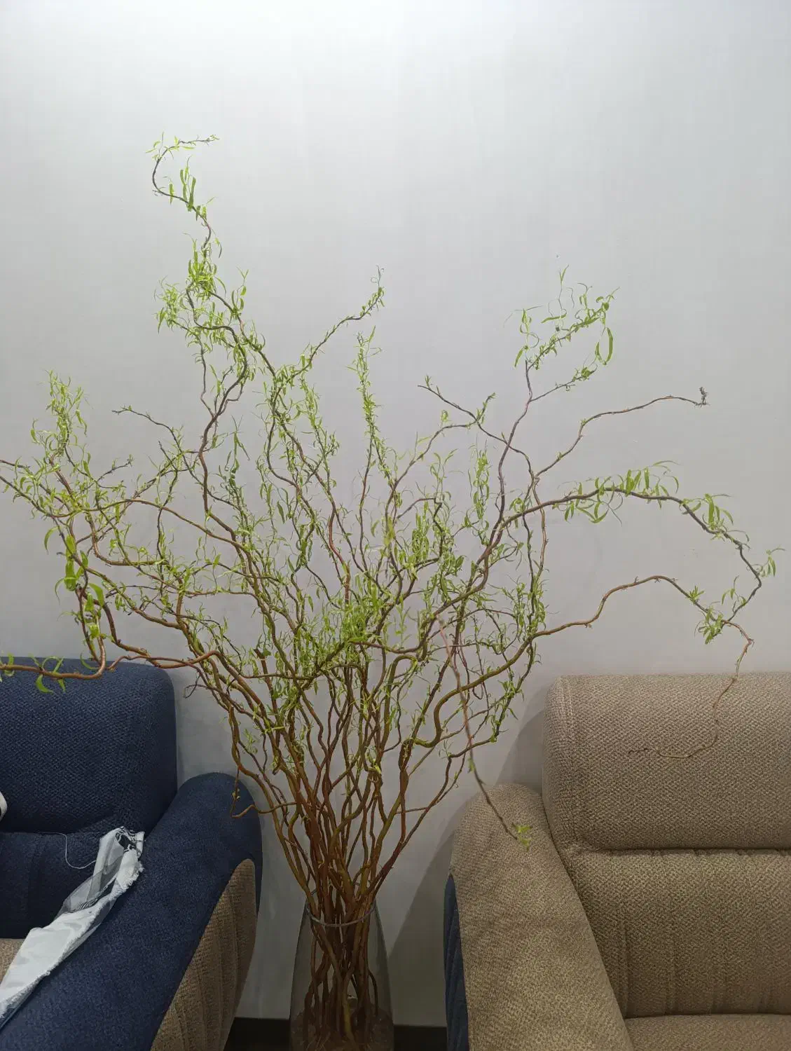 بید .گل طبیع|گل و گیاه طبیعی|تهران, باغ خزانه|دیوار