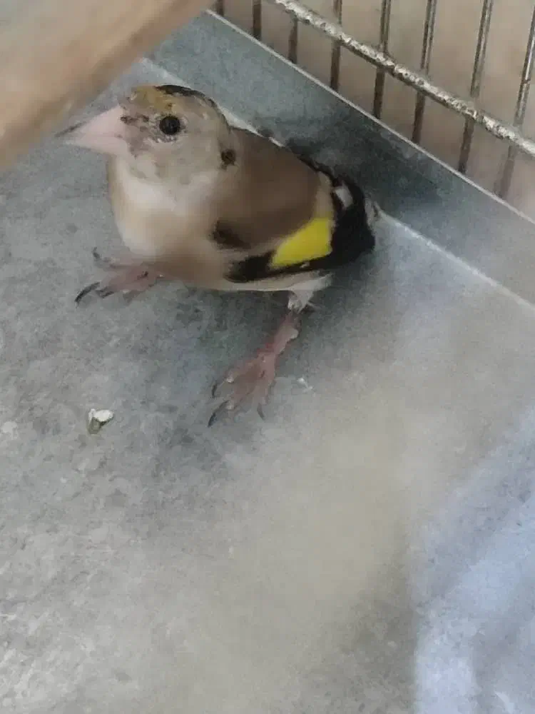 ۲ عدد سهره|پرنده|بندرعباس, |دیوار