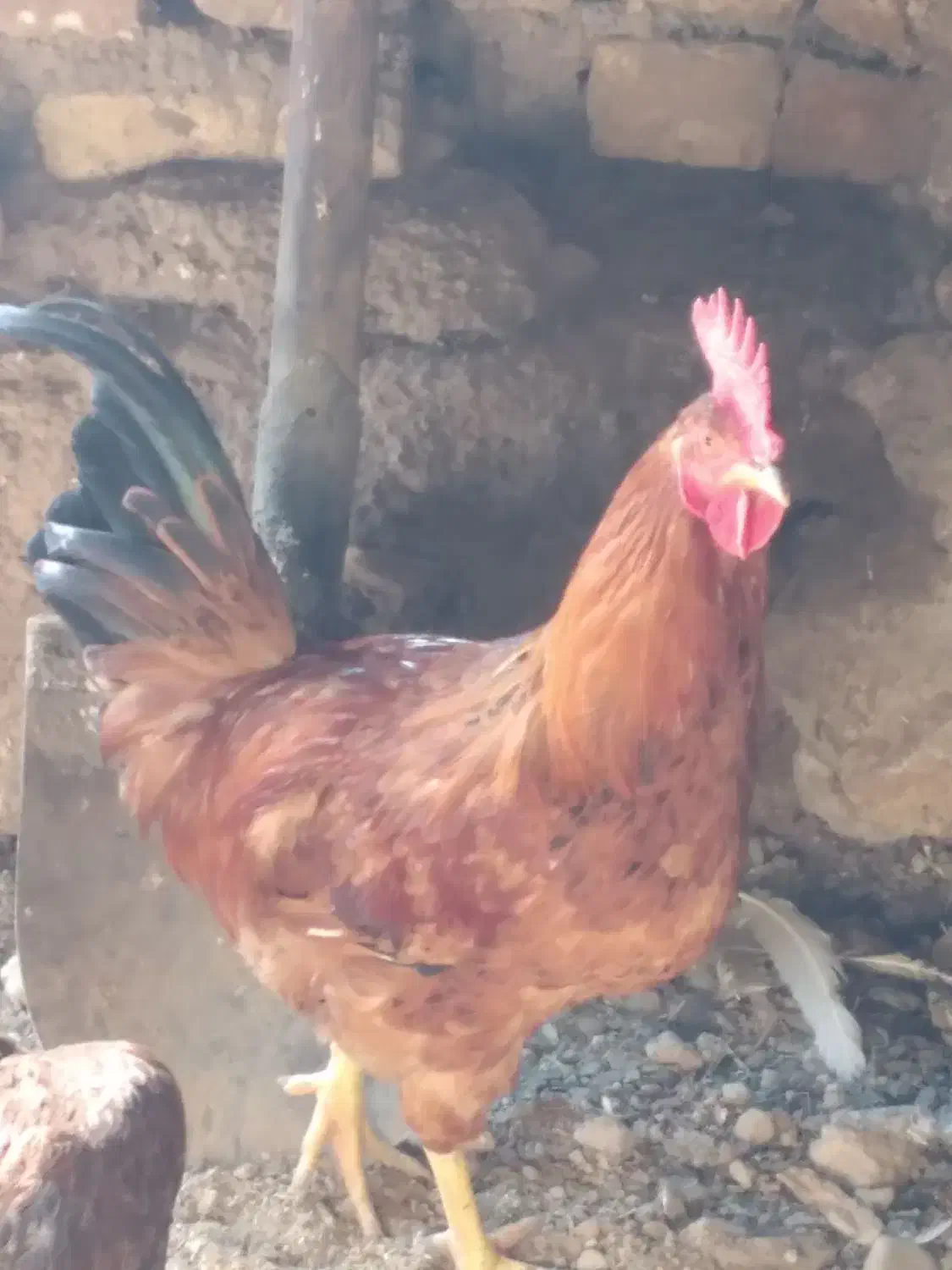 فقط معاوضه بامرغ یافریک|حیوانات مزرعه|محمدیه-قزوین, |دیوار