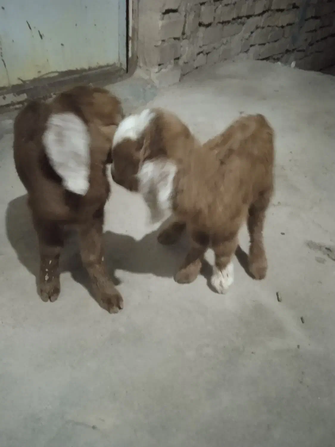 بزغاله.شیری|حیوانات مزرعه|سده (خراسان جنوبی), |دیوار