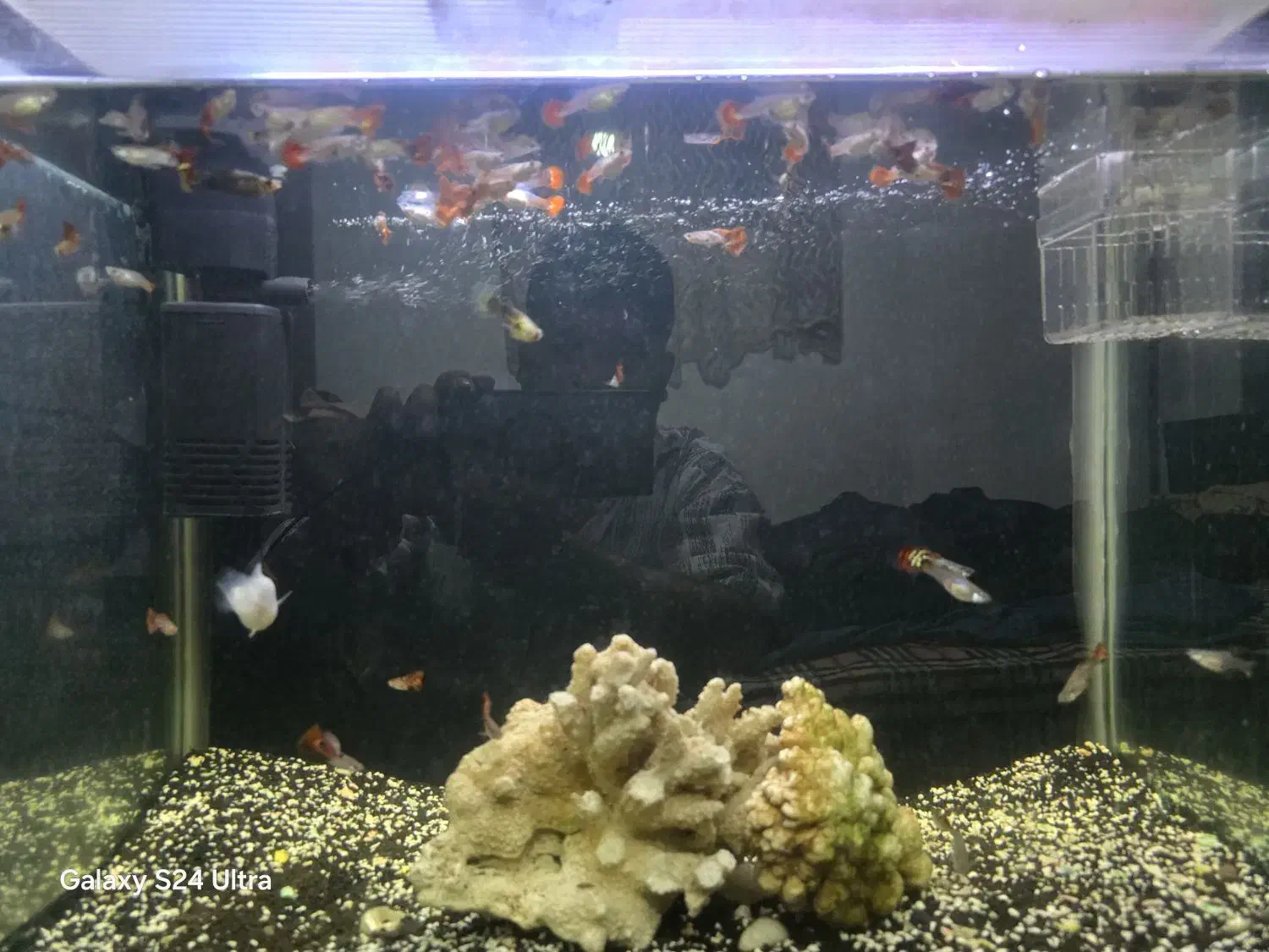 اکواریوم ماهی شیشه خم|ماهی|مشهد, چهارچشمه|دیوار