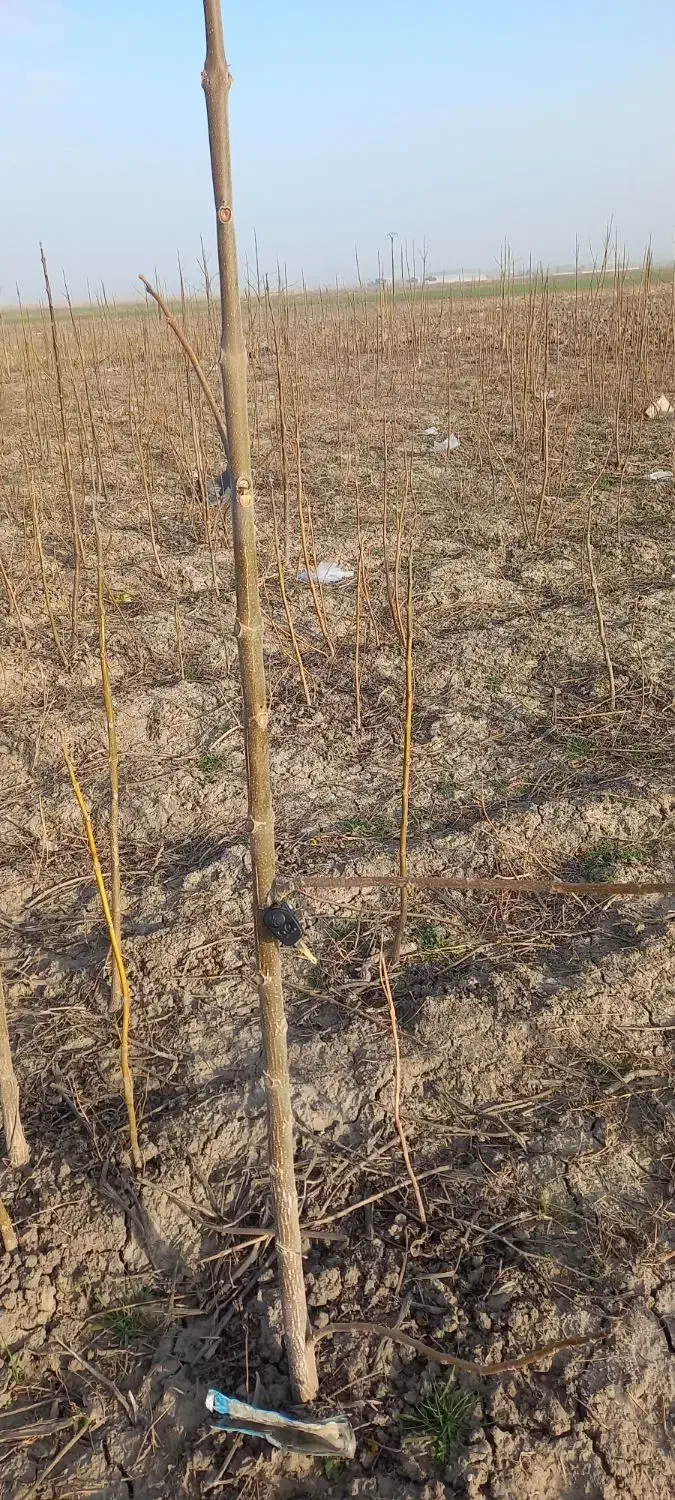 نهال پالونیا|خدمات باغبانی و درختکاری|مینودشت, |دیوار