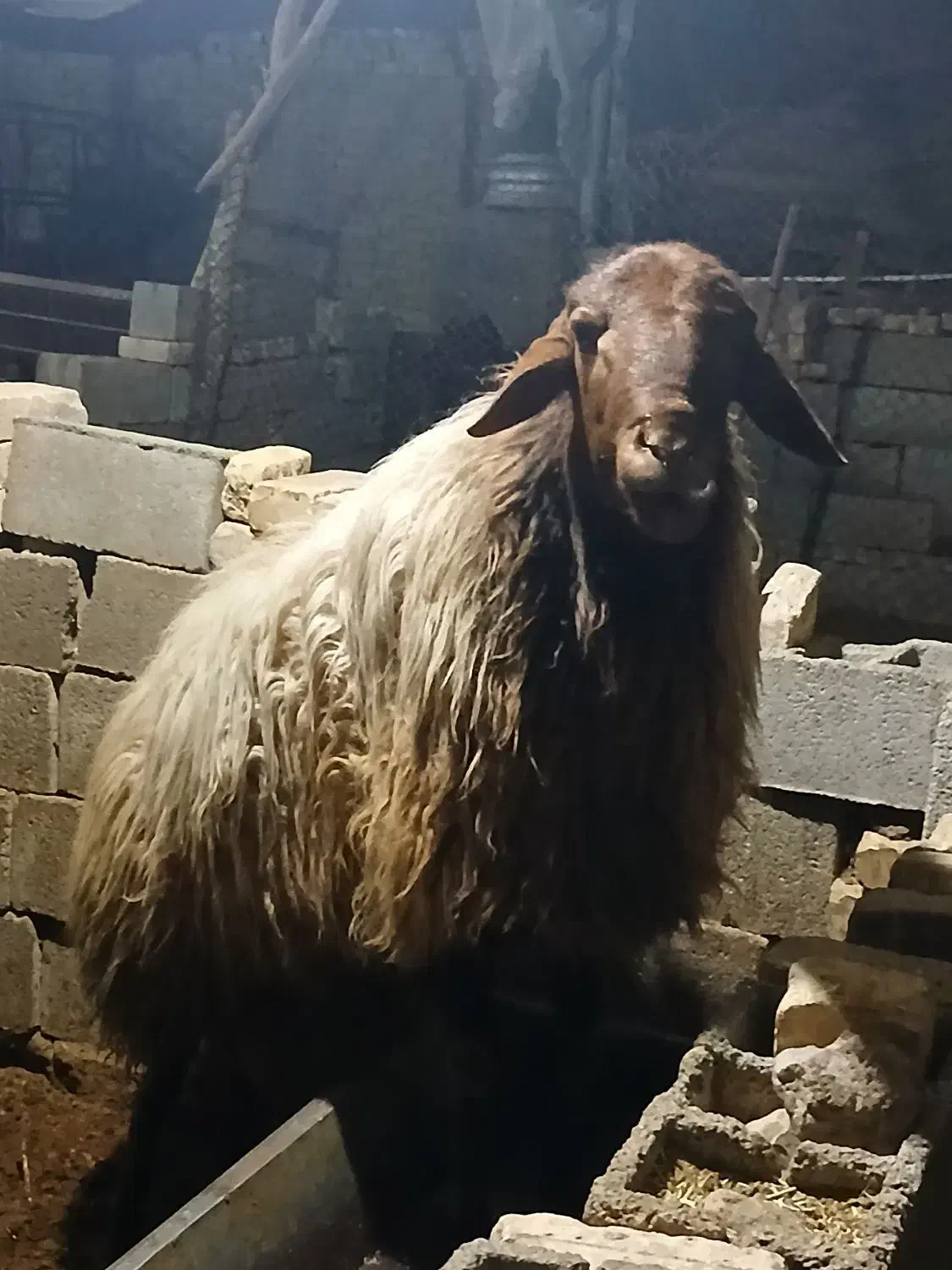 قوچ هترو|حیوانات مزرعه|اسفراین, |دیوار