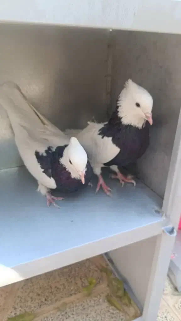 فروش یک جفت طوقی سیاه|پرنده|سمیرم, |دیوار