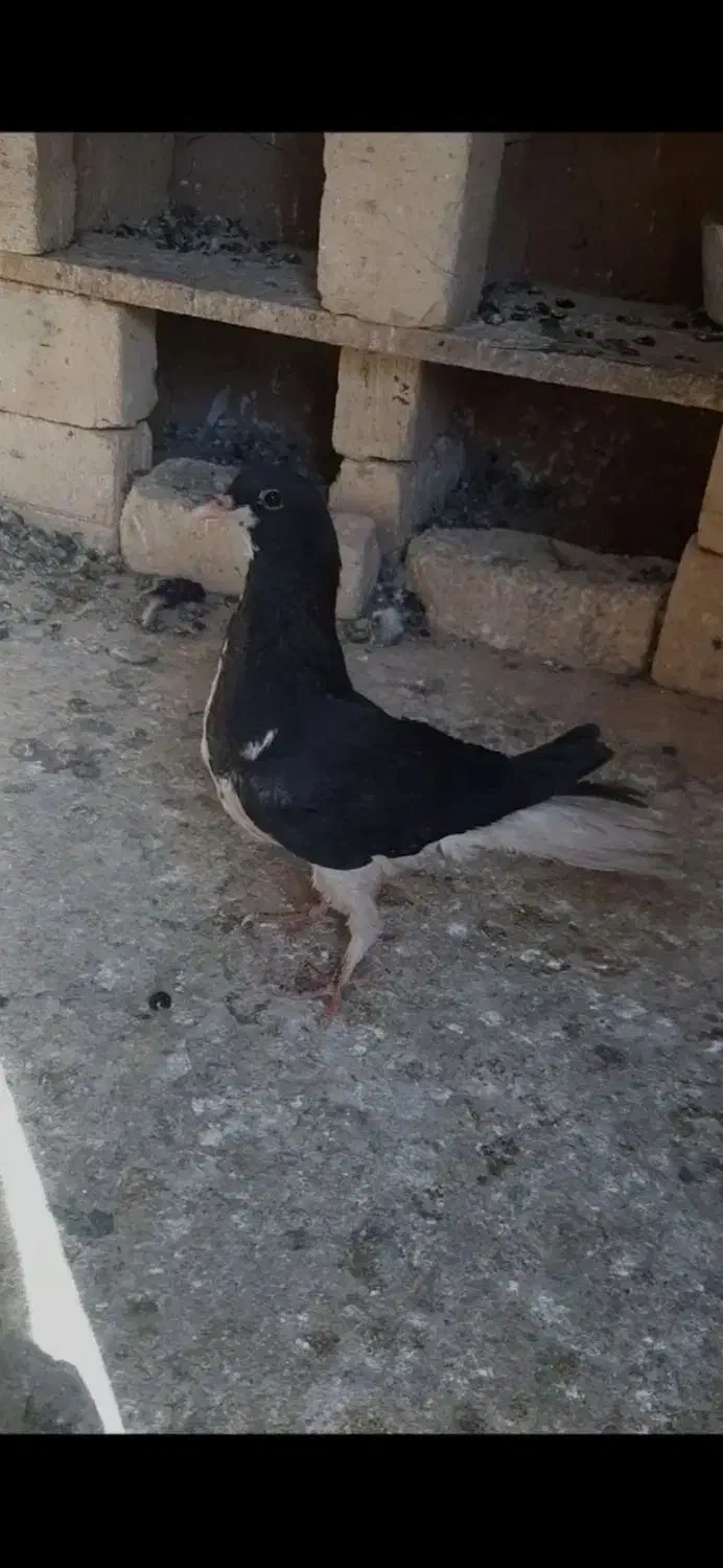 کبوتر|پرنده|قزوین, |دیوار