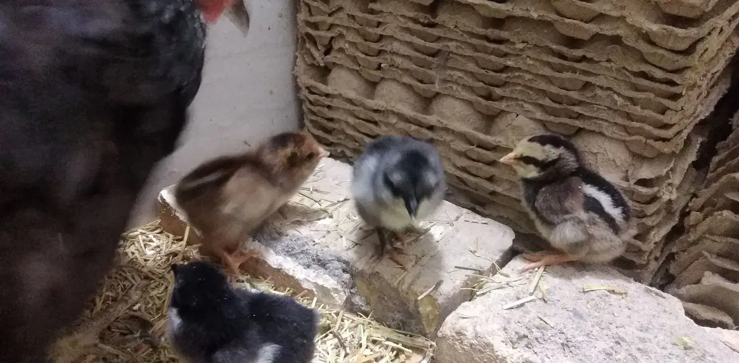 مرغ کرچ همراه با جوجه|حیوانات مزرعه|دلیجان, |دیوار