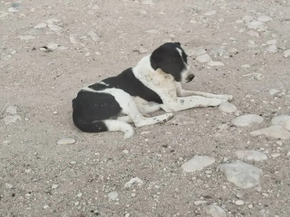 سگ نر قدرجونی|سگ|فسا, |دیوار