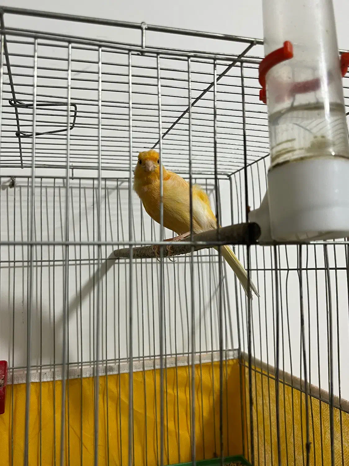 قناری زرد نر بسیار خوش آواز و سرحال|پرنده|ابریشم, |دیوار