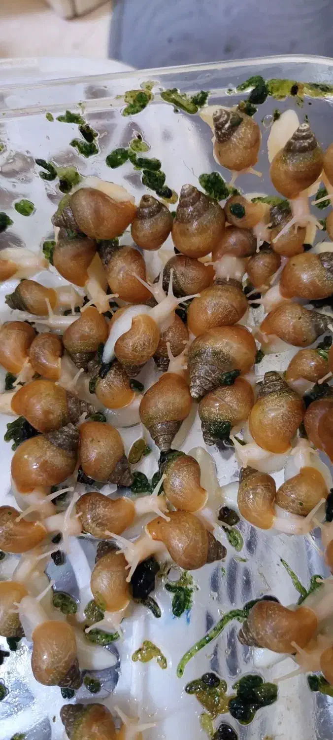 حلزون البینو|خزنده|تهران, مشیریه|دیوار