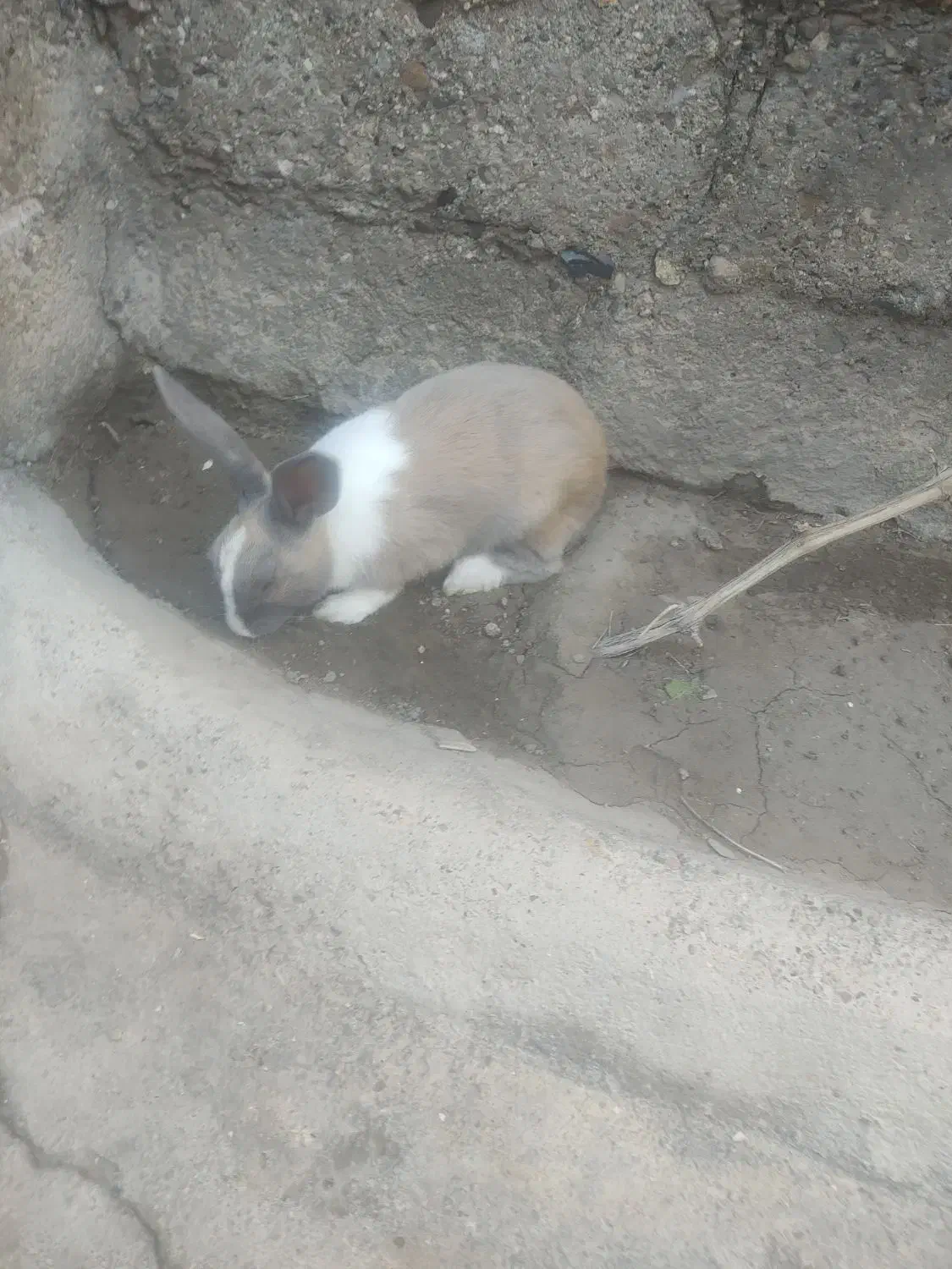 خرگوش نر زیبا معاوضه با خرگوش ماذه|موش و خرگوش|سقز, |دیوار