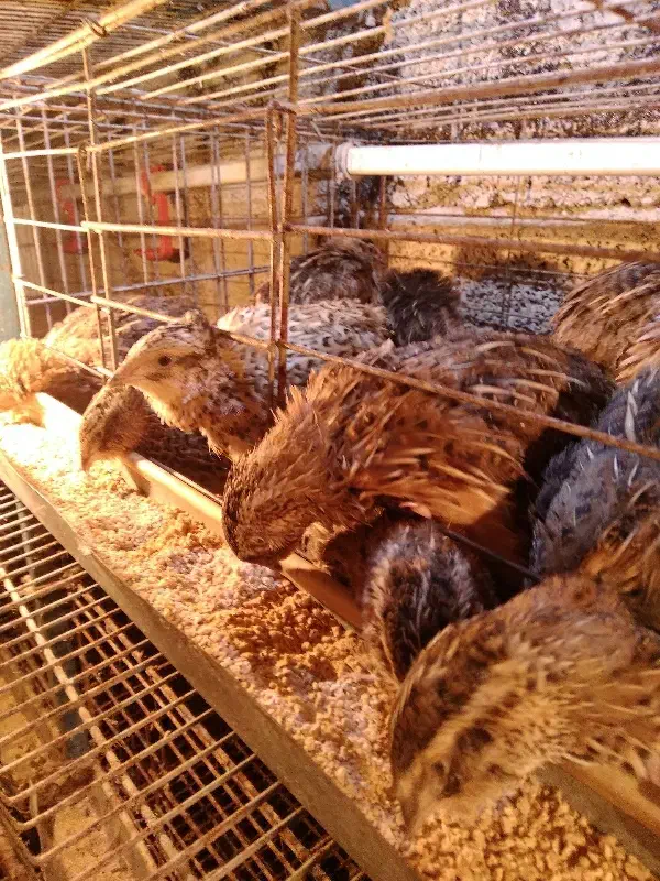 بلدرچین تخمگذار و گوشتی کلی و جزئی|حیوانات مزرعه|شاندرمن, |دیوار