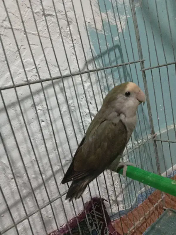 فوری|پرنده|فامنین, |دیوار