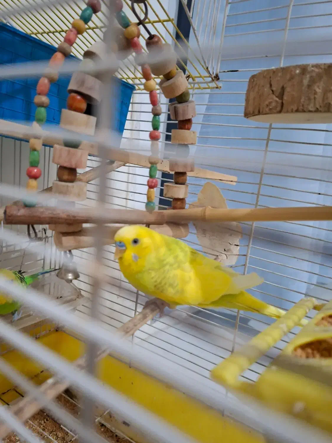 مرغ عشق نر بالغ|پرنده|محمدشهر, شهرک پیام (مهرالبرز)|دیوار