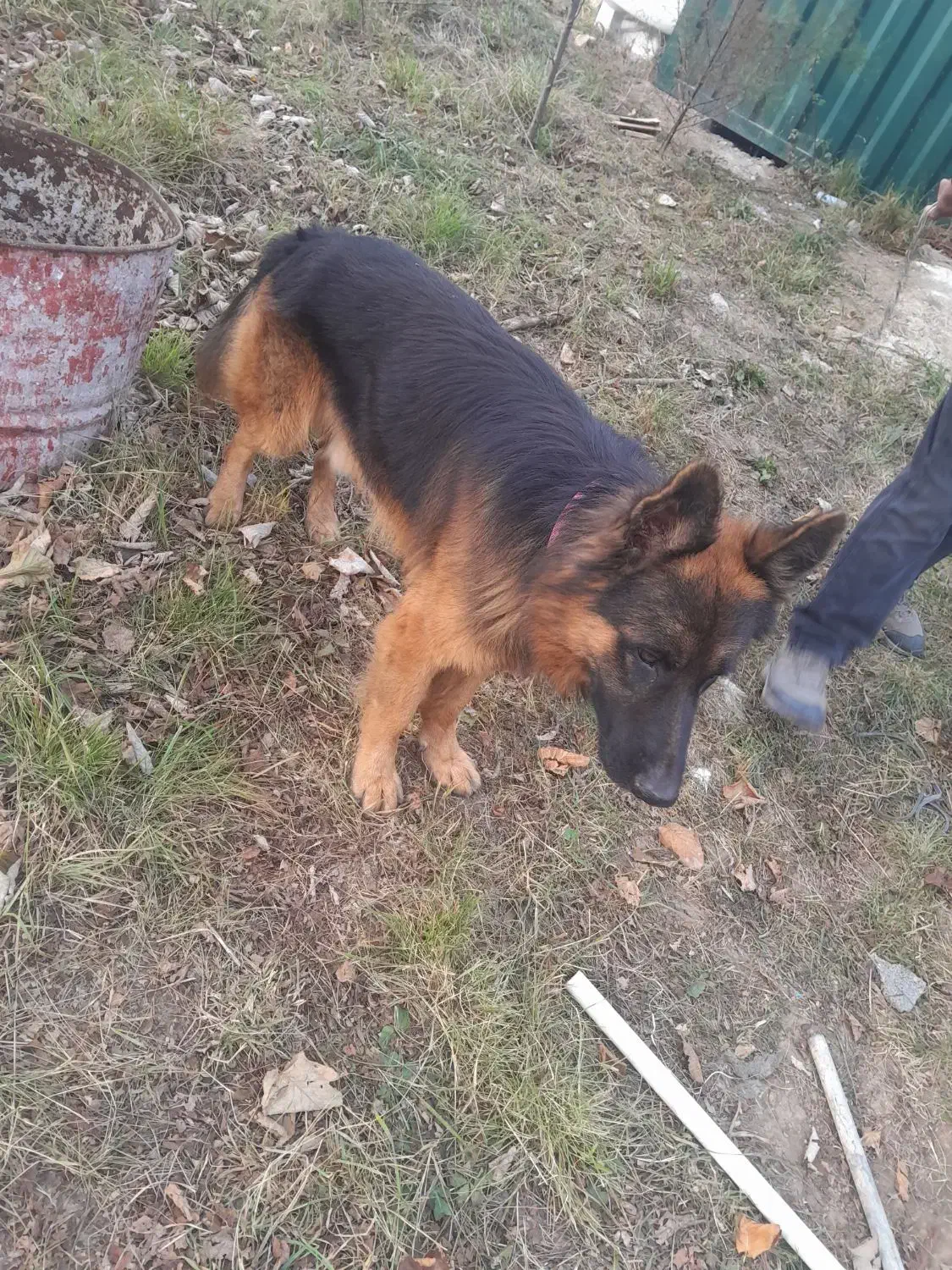 ژرمن شپرد سالم|سگ|کلاردشت, |دیوار