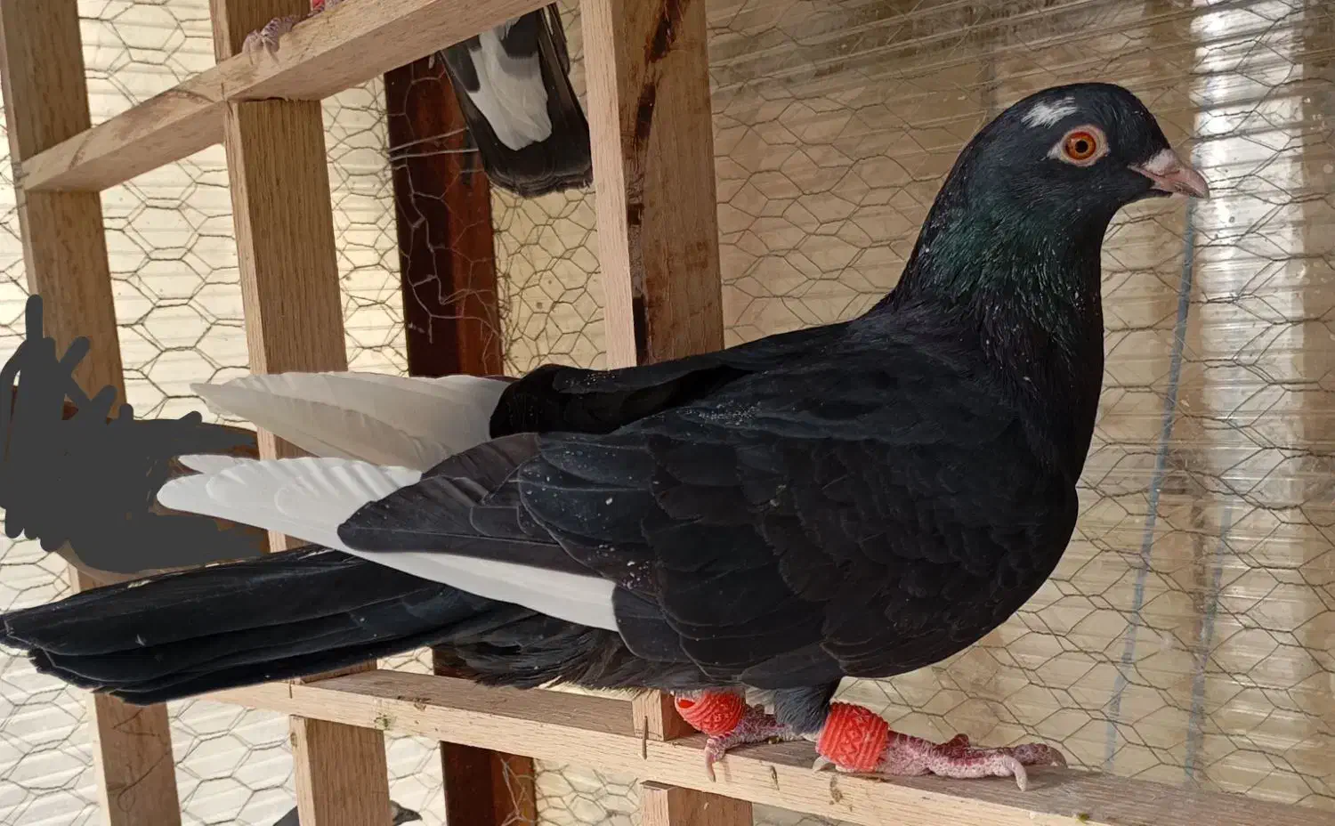 کفتر کبوتر|پرنده|بومهن, |دیوار