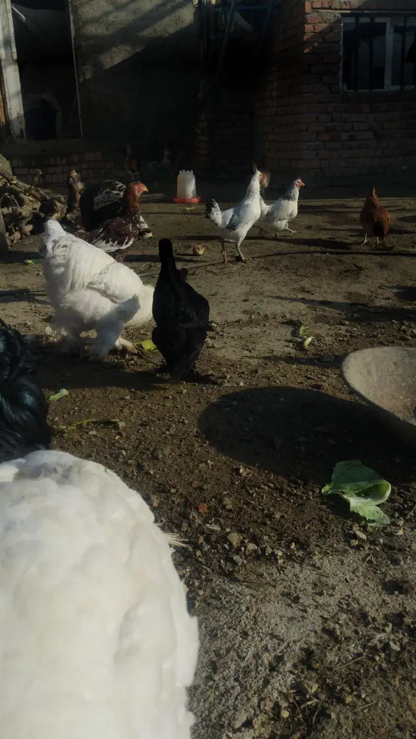 فروش مرغ خروس محلی تخم گزار|حیوانات مزرعه|مریوان, |دیوار