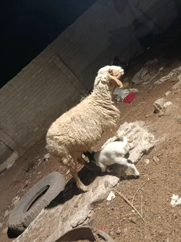 گوسفند با بره نر درجه یک|حیوانات مزرعه|کارون, |دیوار