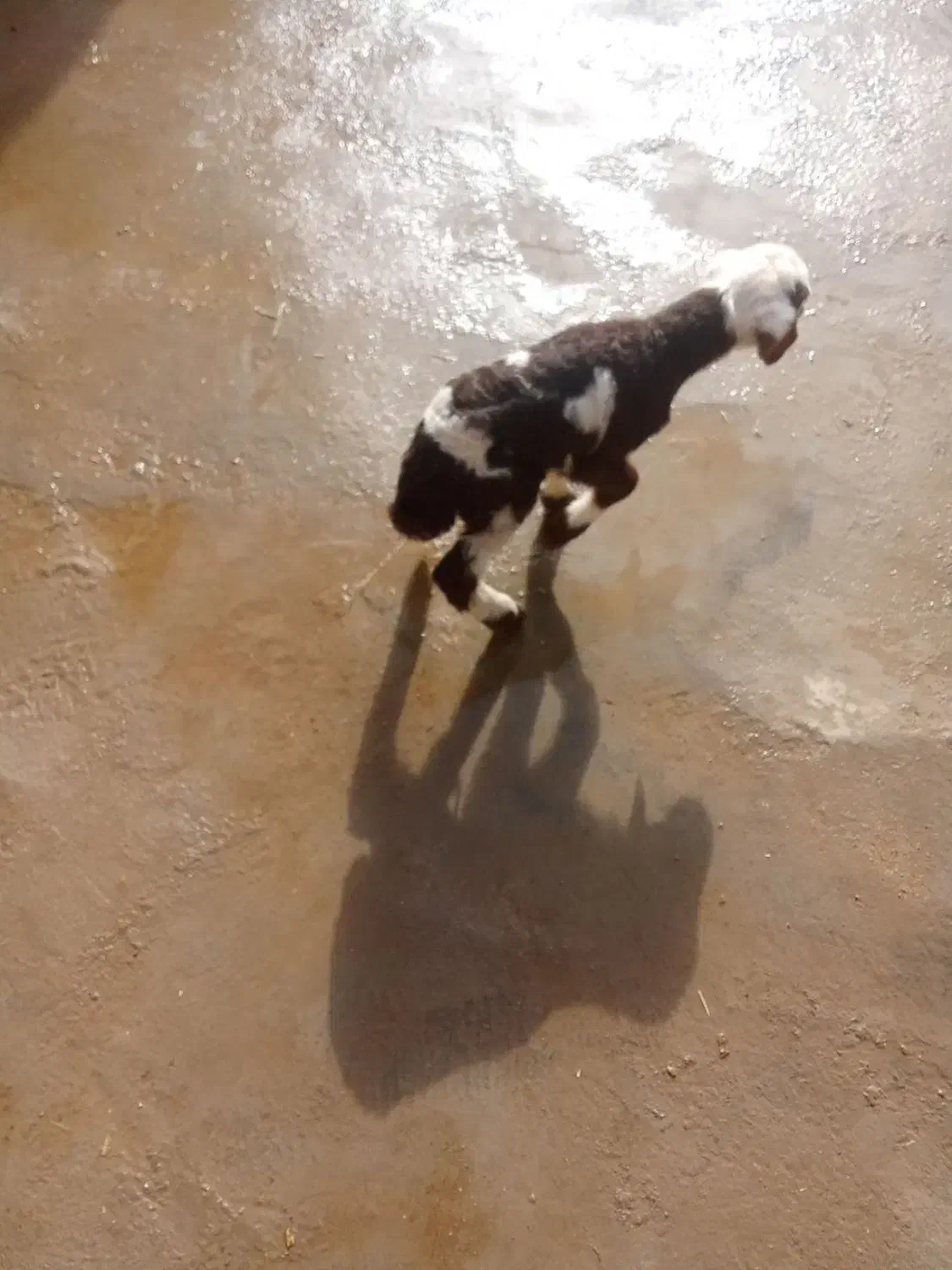 بره|حیوانات مزرعه|اسدآباد, |دیوار