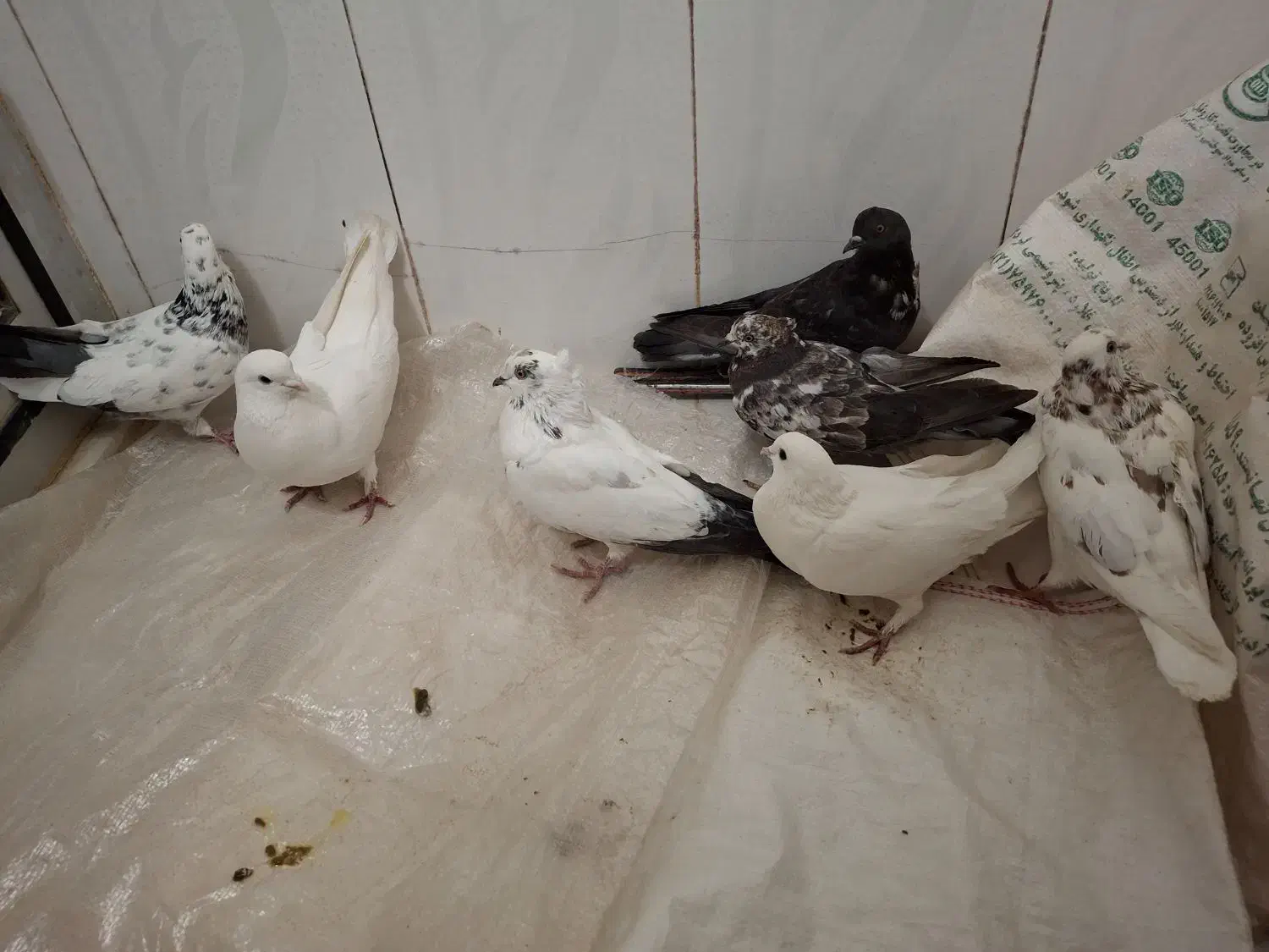 کبوتر|پرنده|الیگودرز, |دیوار